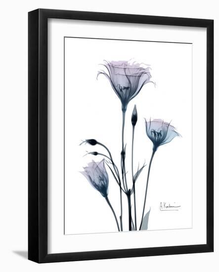 Midnight Gentian 2-Albert Koetsier-Framed Photo