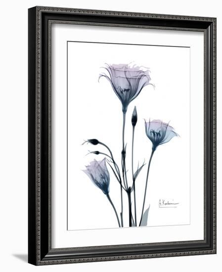 Midnight Gentian 2-Albert Koetsier-Framed Photo