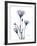 Midnight Gentian 2-Albert Koetsier-Framed Photo