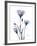 Midnight Gentian 2-Albert Koetsier-Framed Photo