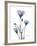 Midnight Gentian 2-Albert Koetsier-Framed Photo