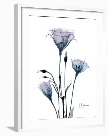 Midnight Gentian 2-Albert Koetsier-Framed Photo