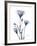 Midnight Gentian 2-Albert Koetsier-Framed Photo