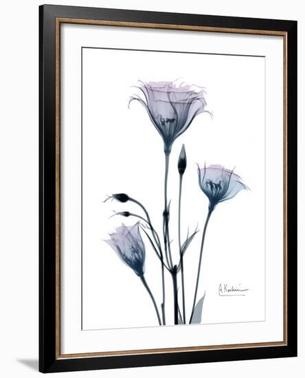 Midnight Gentian 2-Albert Koetsier-Framed Photo