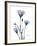 Midnight Gentian 2-Albert Koetsier-Framed Photo