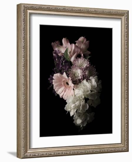 Midnight Gerbera-Julie Greenwood-Framed Art Print