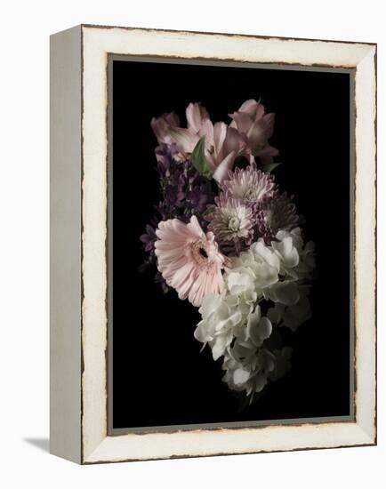 Midnight Gerbera-Julie Greenwood-Framed Stretched Canvas