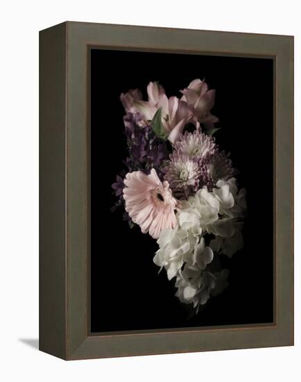 Midnight Gerbera-Julie Greenwood-Framed Stretched Canvas