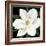 Midnight Magnolia II-Grace Popp-Framed Art Print