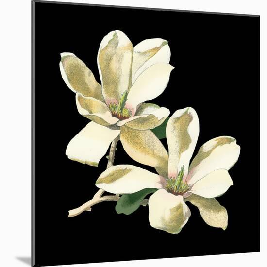 Midnight Magnolias II-Chabal Dussurgey-Mounted Art Print