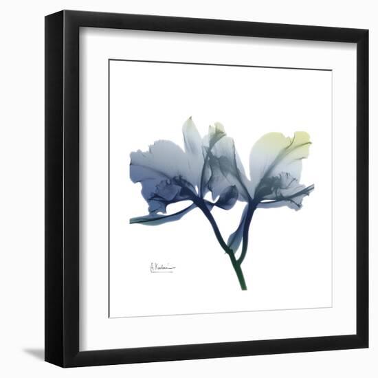 Midnight Orchid-Albert Koetsier-Framed Art Print