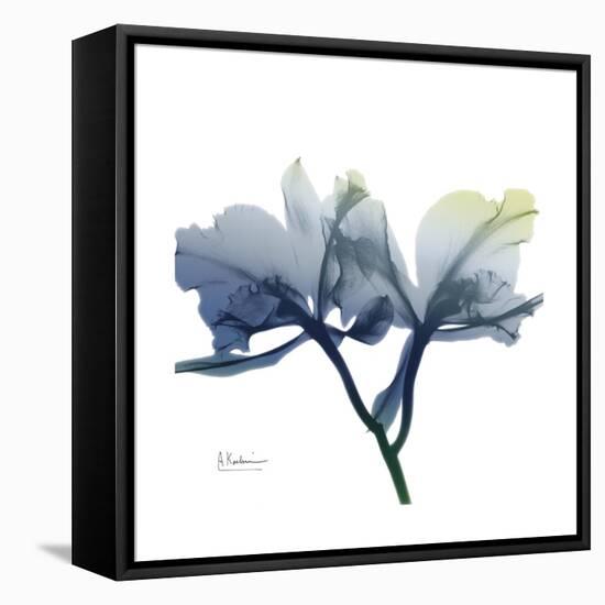 Midnight Orchid-Albert Koetsier-Framed Stretched Canvas