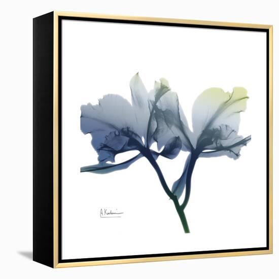 Midnight Orchid-Albert Koetsier-Framed Stretched Canvas