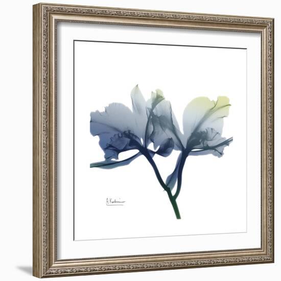 Midnight Orchid-Albert Koetsier-Framed Art Print