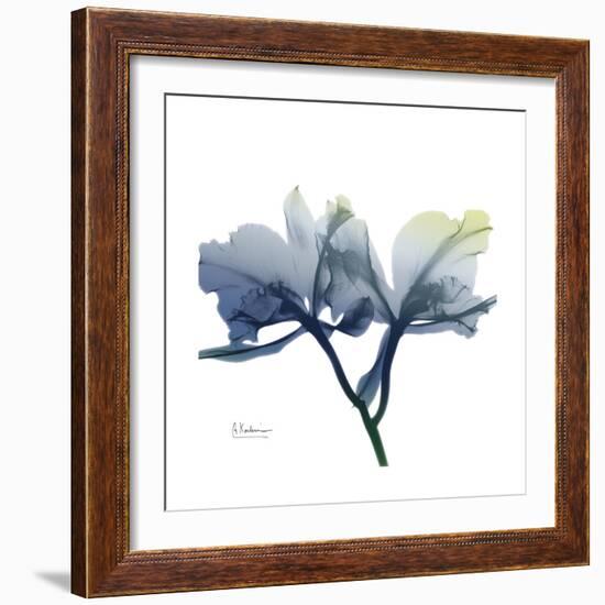 Midnight Orchid-Albert Koetsier-Framed Art Print