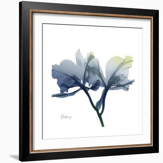 Midnight Orchid-Albert Koetsier-Framed Art Print