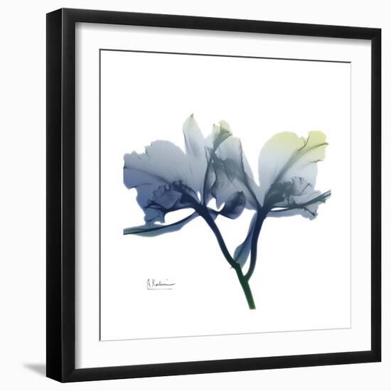 Midnight Orchid-Albert Koetsier-Framed Art Print