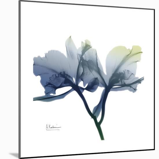 Midnight Orchid-Albert Koetsier-Mounted Art Print