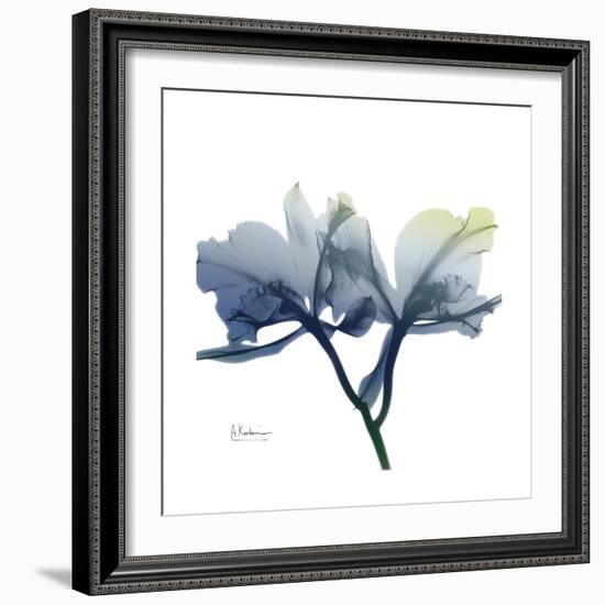 Midnight Orchid-Albert Koetsier-Framed Art Print