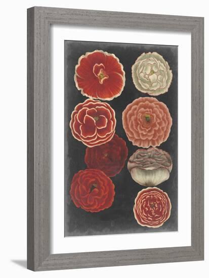 Midnight Poppies-Vision Studio-Framed Art Print