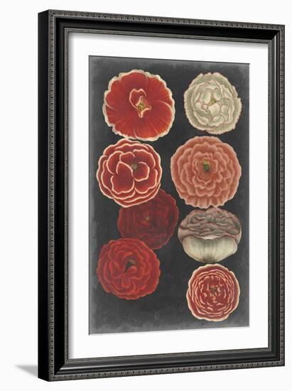 Midnight Poppies-Vision Studio-Framed Art Print