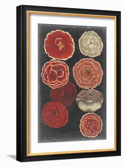 Midnight Poppies-Vision Studio-Framed Art Print