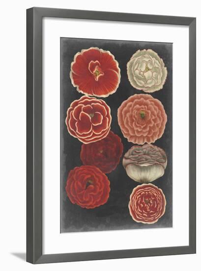 Midnight Poppies-Vision Studio-Framed Art Print