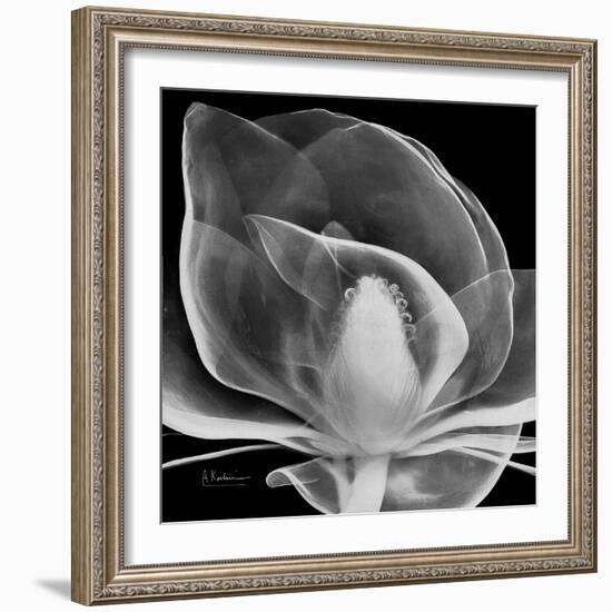 Midnight Queen Magnolia-Albert Koetsier-Framed Premium Giclee Print