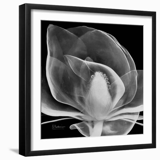 Midnight Queen Magnolia-Albert Koetsier-Framed Premium Giclee Print