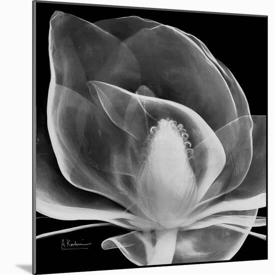Midnight Queen Magnolia-Albert Koetsier-Mounted Premium Giclee Print