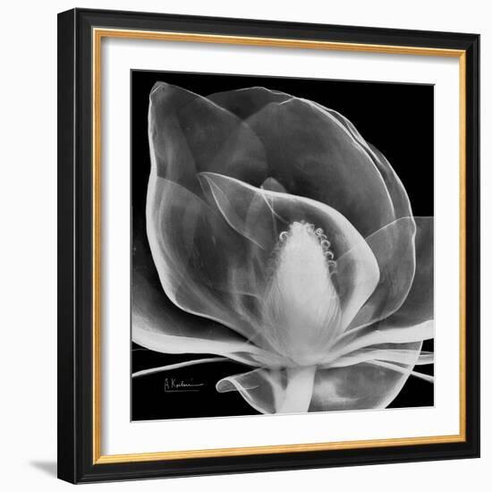 Midnight Queen Magnolia-Albert Koetsier-Framed Premium Giclee Print