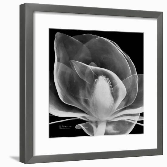 Midnight Queen Magnolia-Albert Koetsier-Framed Premium Giclee Print