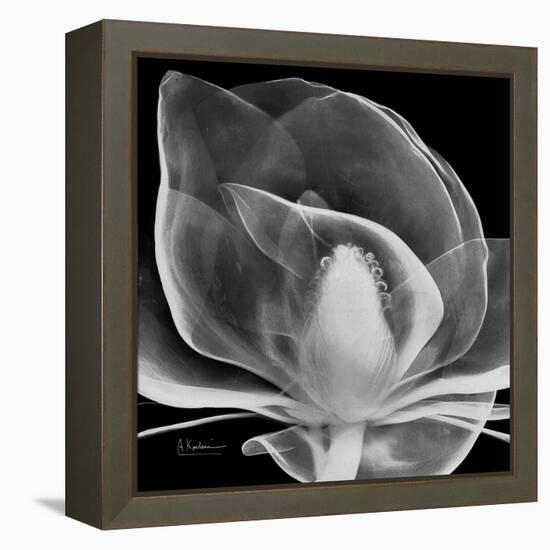 Midnight Queen Magnolia-Albert Koetsier-Framed Stretched Canvas