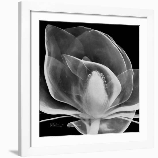 Midnight Queen Magnolia-Albert Koetsier-Framed Giclee Print