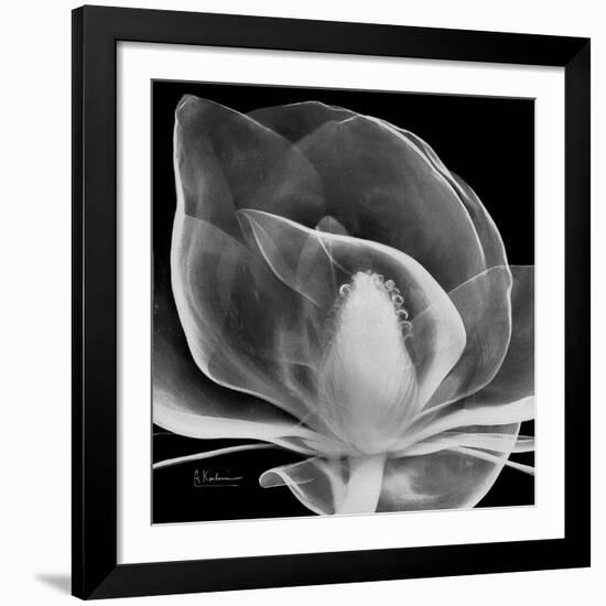 Midnight Queen Magnolia-Albert Koetsier-Framed Giclee Print