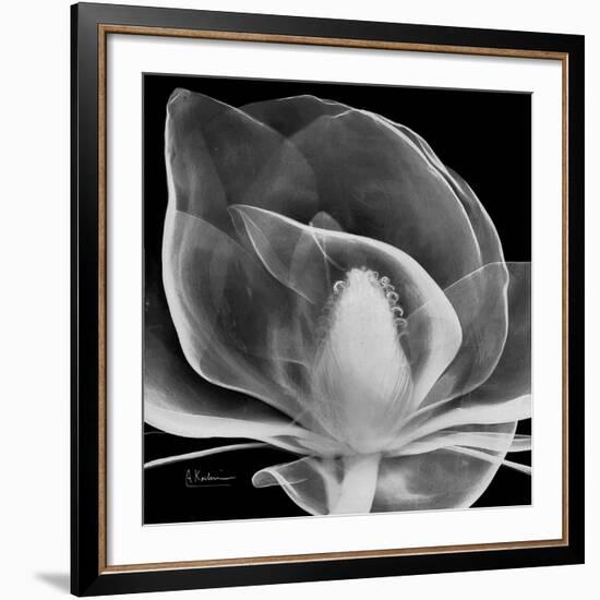 Midnight Queen Magnolia-Albert Koetsier-Framed Giclee Print