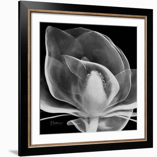 Midnight Queen Magnolia-Albert Koetsier-Framed Giclee Print