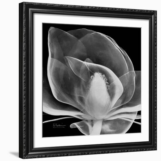 Midnight Queen Magnolia-Albert Koetsier-Framed Giclee Print