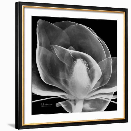 Midnight Queen Magnolia-Albert Koetsier-Framed Giclee Print