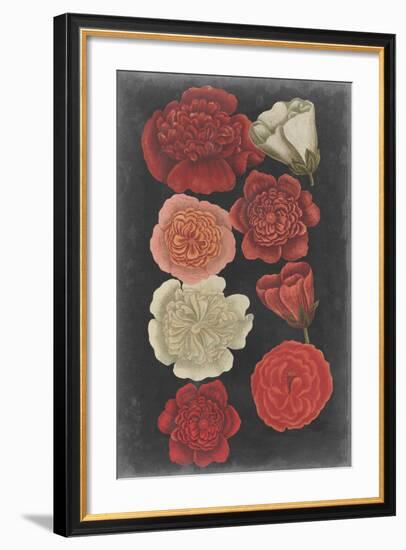 Midnight Roses-Vision Studio-Framed Art Print