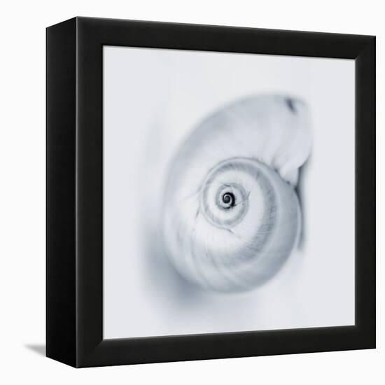 Midnight Snail-Tracey Telik-Framed Stretched Canvas