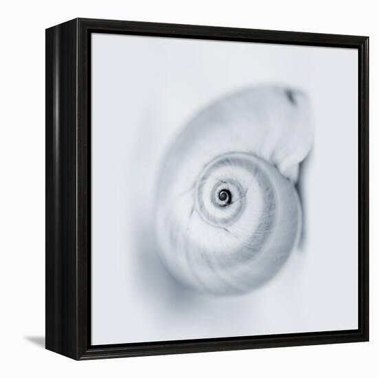 Midnight Snail-Tracey Telik-Framed Stretched Canvas
