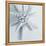 Midnight Starfish-Tracey Telik-Framed Stretched Canvas