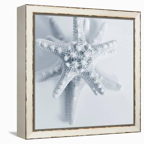 Midnight Starfish-Tracey Telik-Framed Stretched Canvas