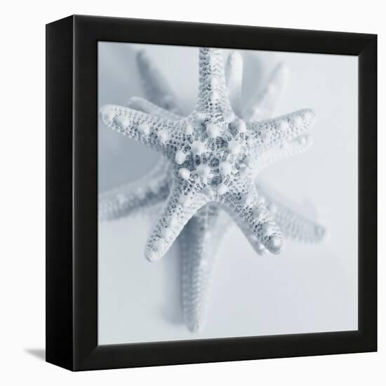 Midnight Starfish-Tracey Telik-Framed Stretched Canvas