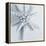 Midnight Starfish-Tracey Telik-Framed Stretched Canvas