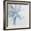 Midnight Starfish-Tracey Telik-Framed Art Print