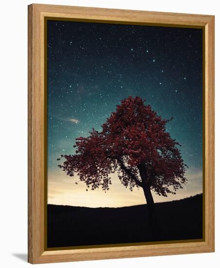 Midnight Tree-David Keochkerian-Framed Stretched Canvas