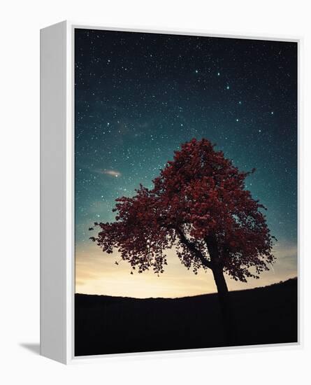 Midnight Tree-David Keochkerian-Framed Stretched Canvas