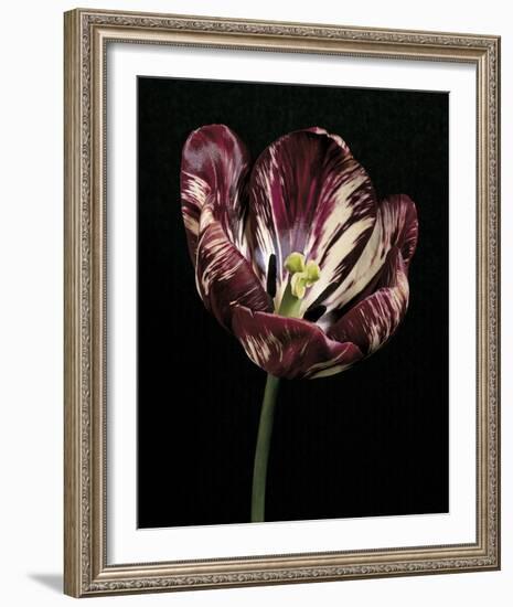 Midnight Tulip I-Derek Harris-Framed Giclee Print